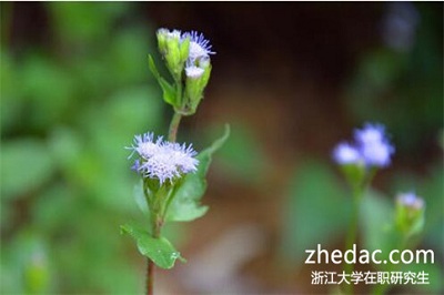 浙江大學(xué)在職研究生學(xué)費會很貴嗎?